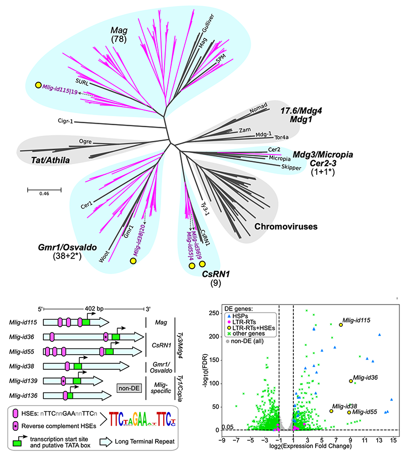 Berezikov group discovered LTR retrotransposons hijacking the host heat stress response machinery in Macrostomum lignano