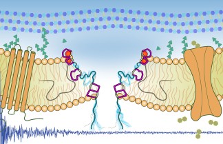 J. Medeiros Silva graphical abstract-s