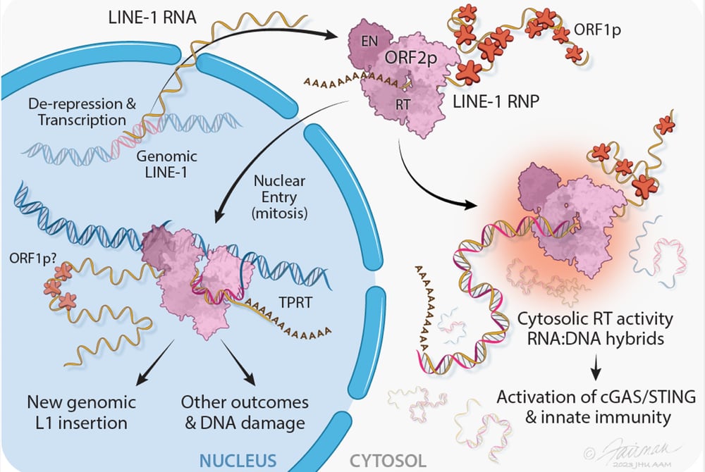 genetic component LINE-1