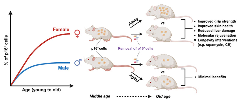 p16+ senescent cells