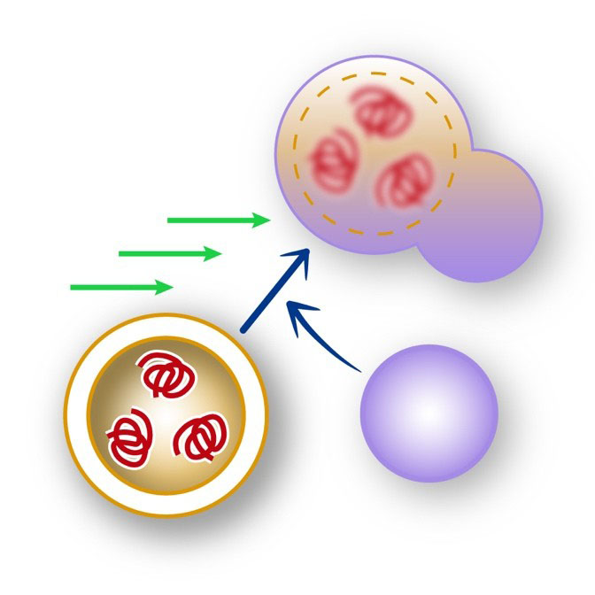 Regulating autophagy pathway to promote clearance of protein aggregates